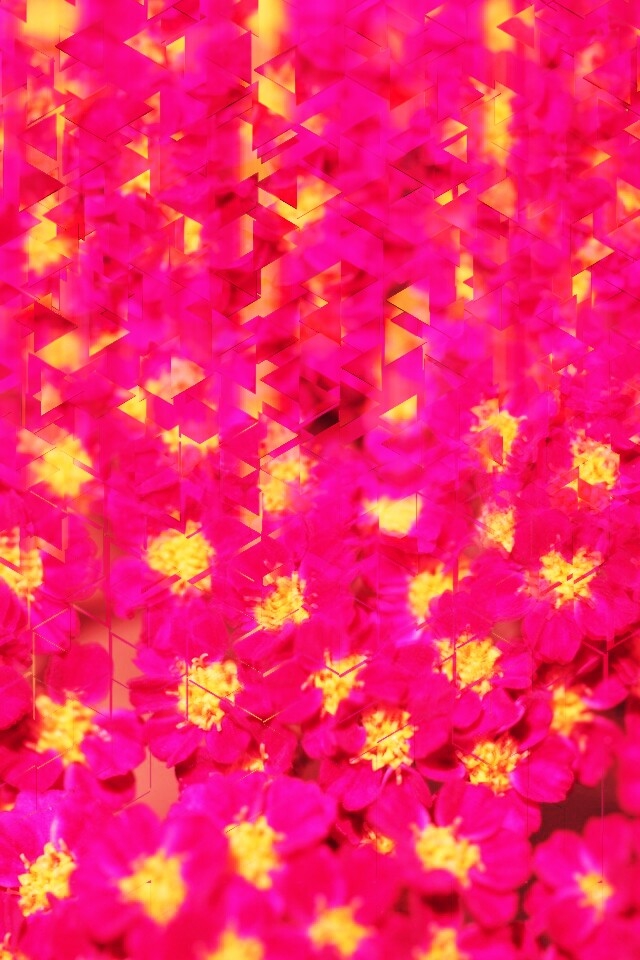 When flowers are dividing to triangles...