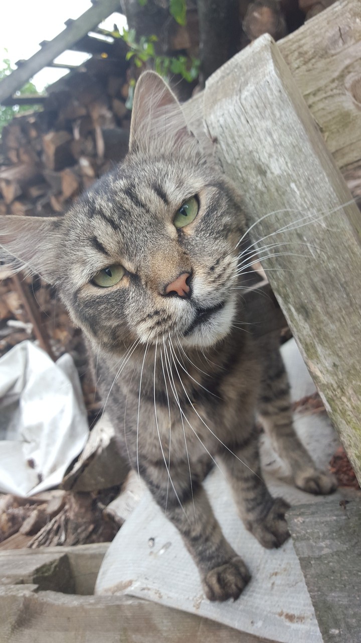 cat