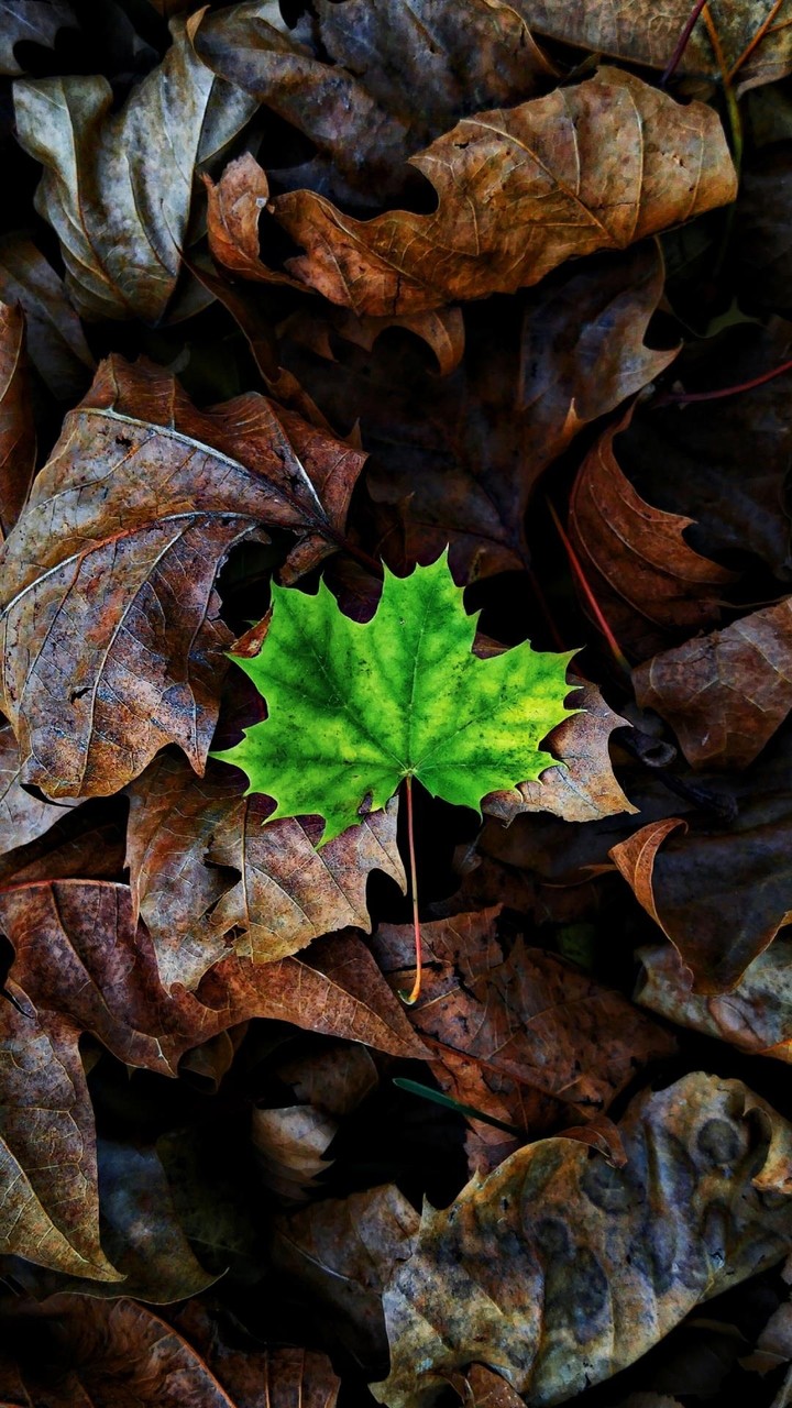 leaf