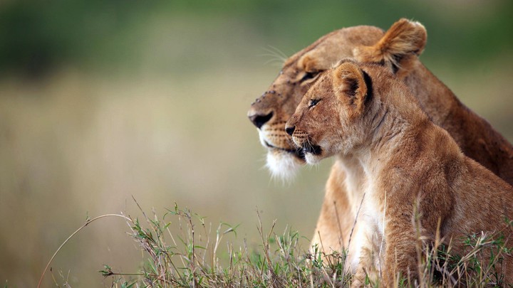 lioness