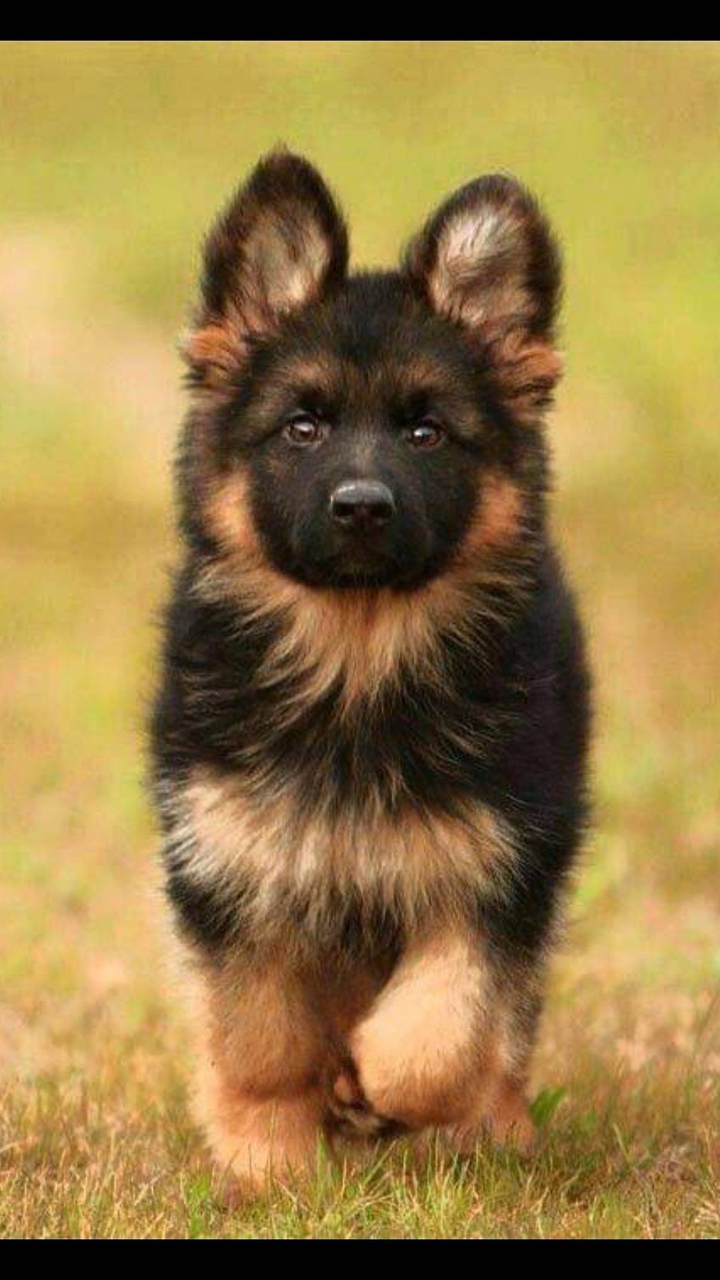 dogi