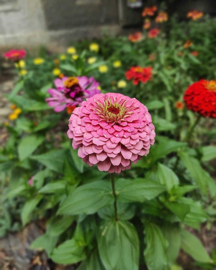 flowers
