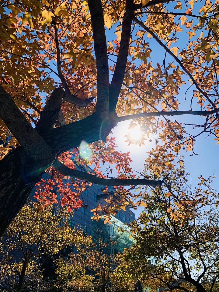 winter sun