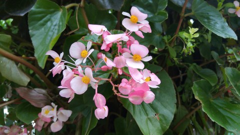 Pink Blooms in Dorney