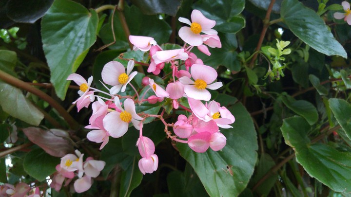 Pink Blooms in Dorney
