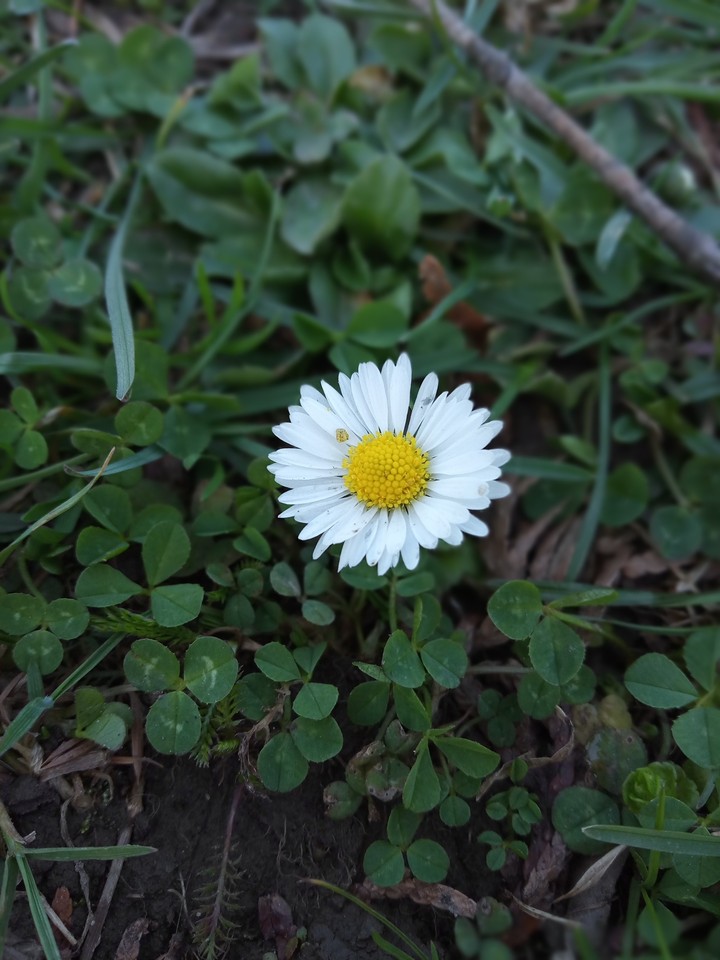 Spring blossoms
