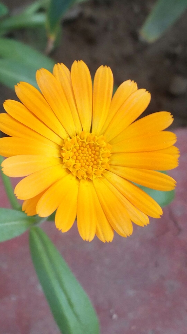 Petalicious