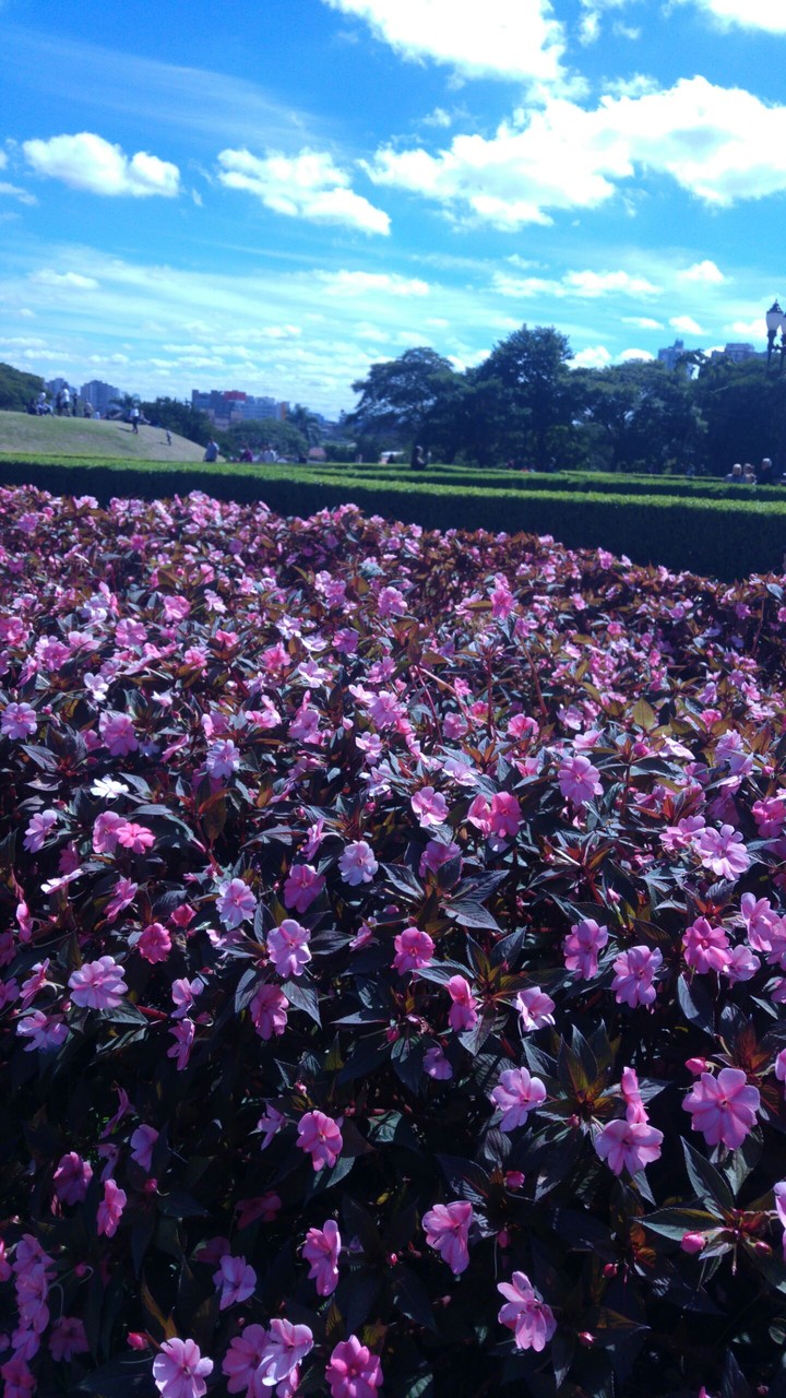 Flores