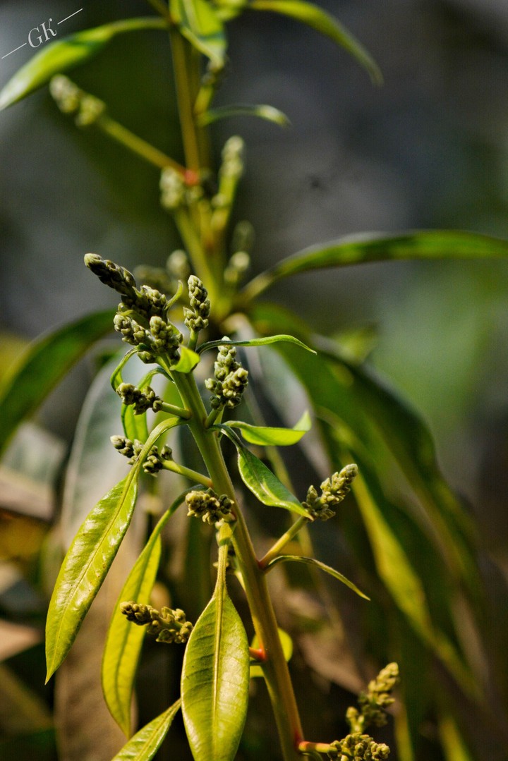 mango blossom