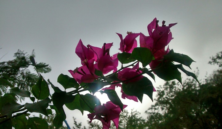 Flowers