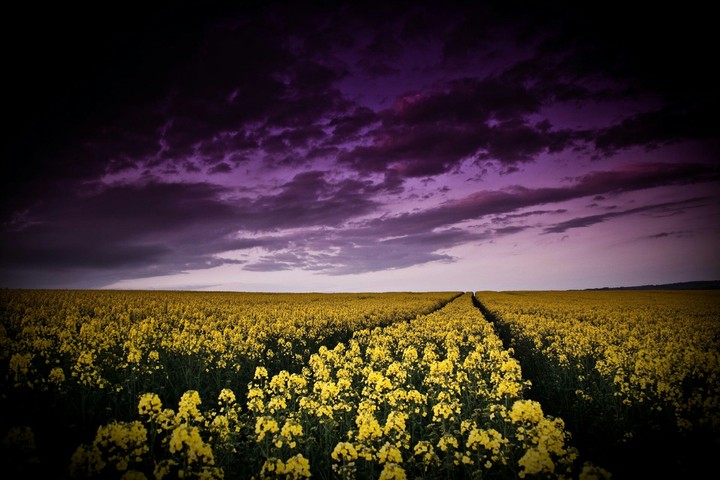 flower and sky