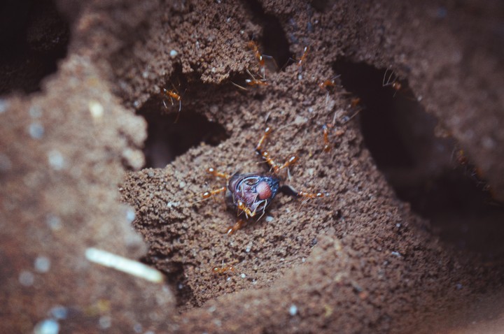 Ants