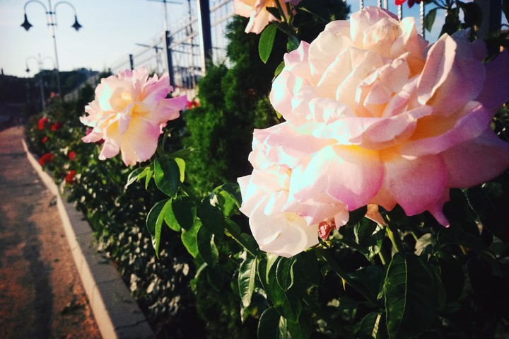 rroses