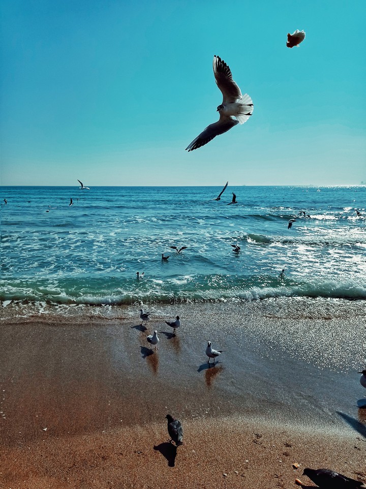 sea