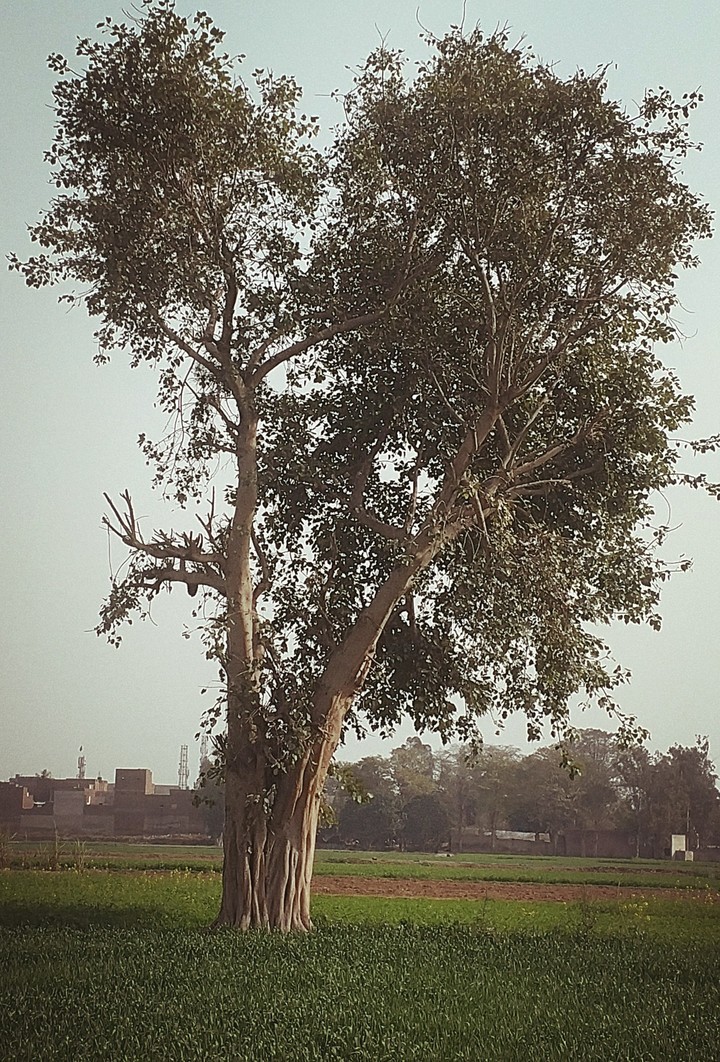 tree
