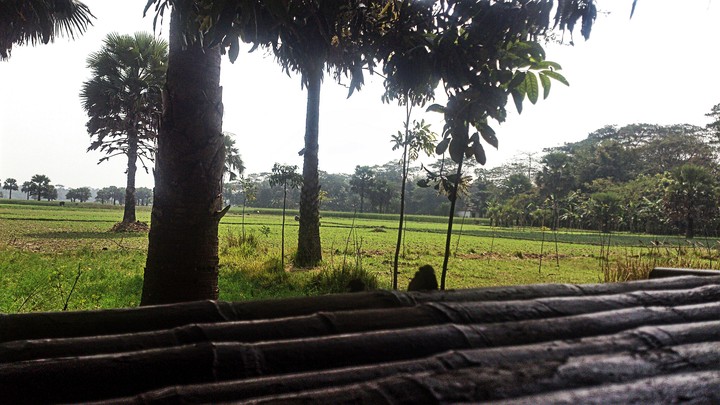 rural afternoon