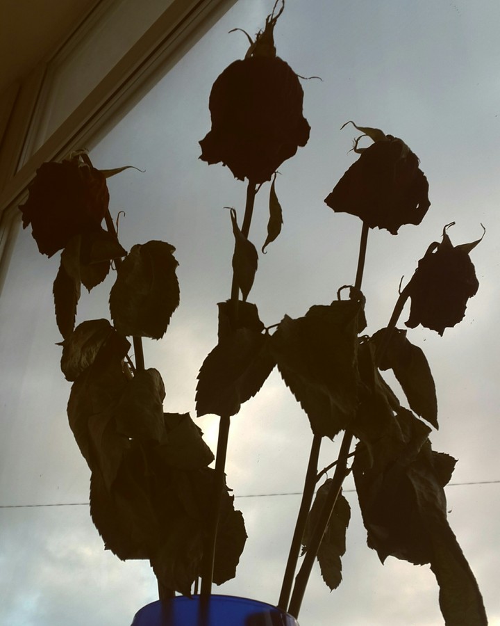 rose