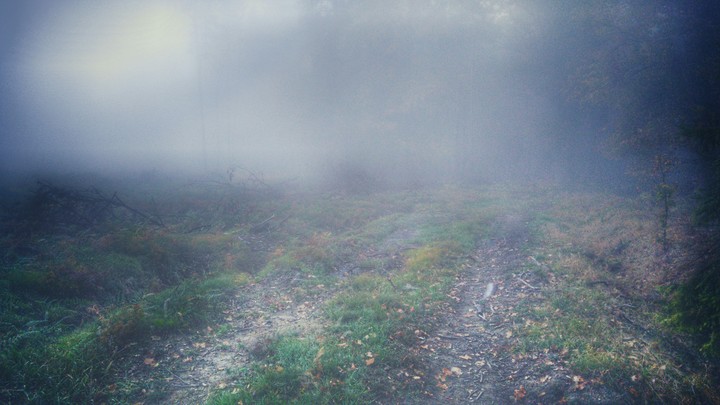 Fog into a forest