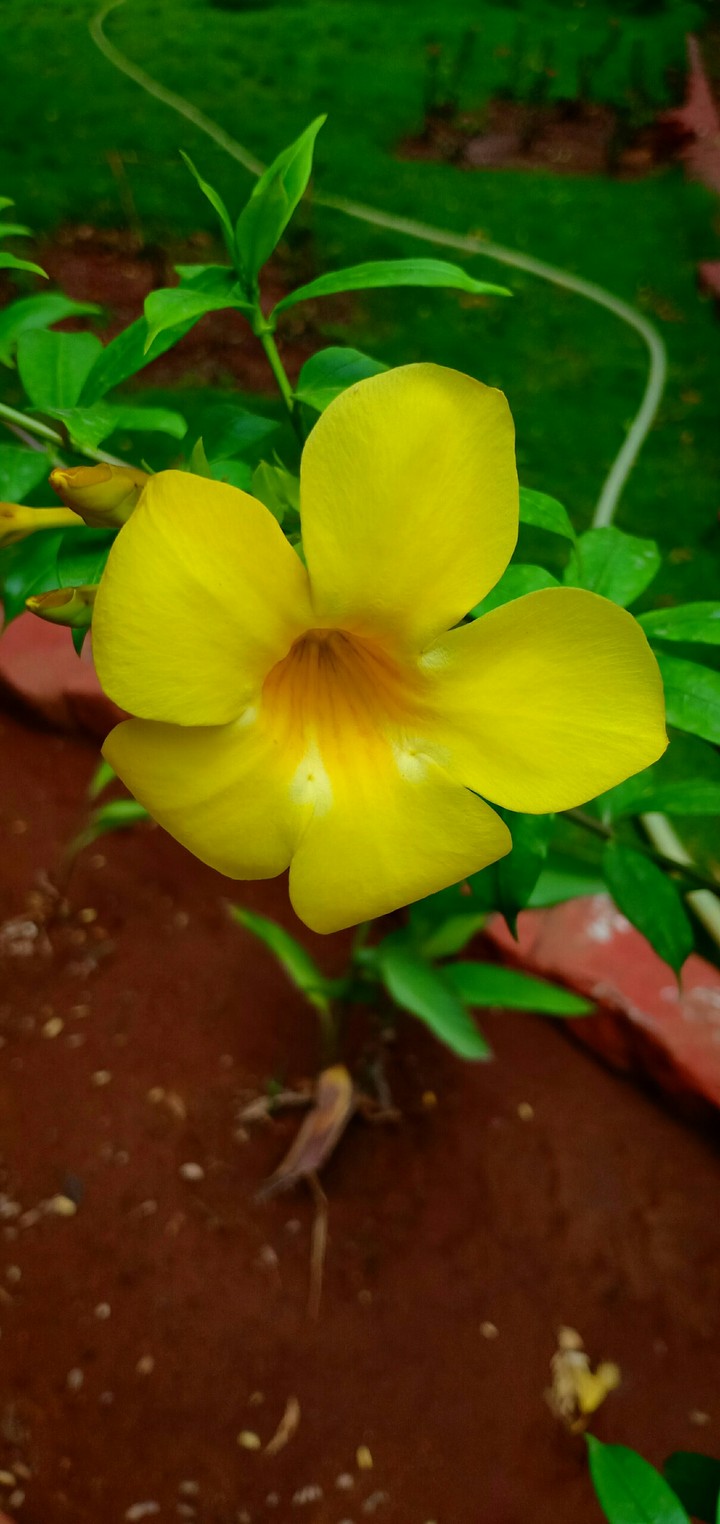 Yellow flower