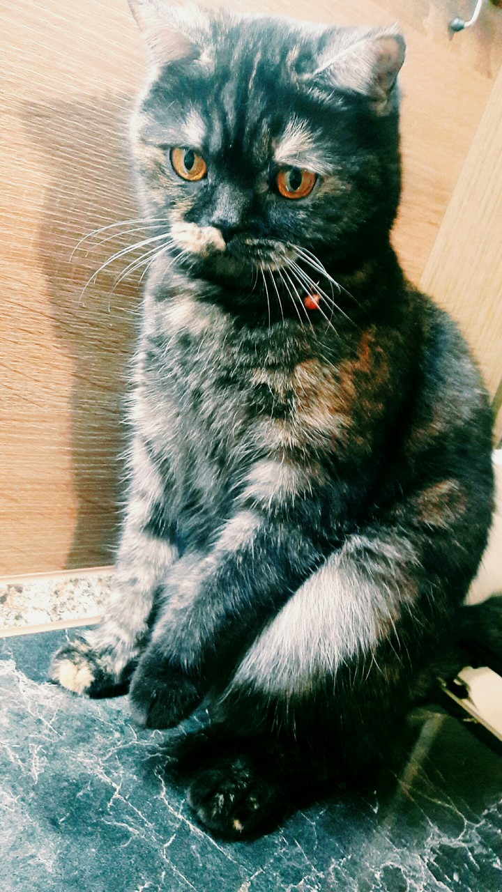 Sonja