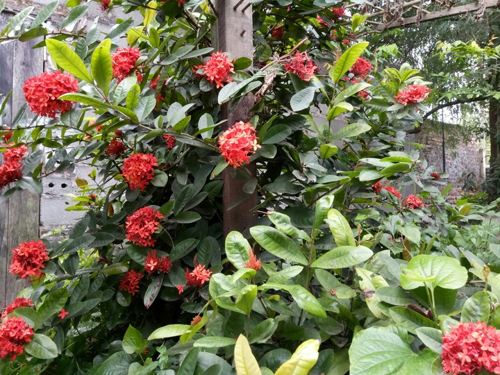 flower