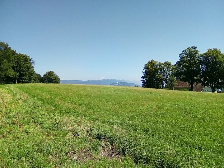 Meadow