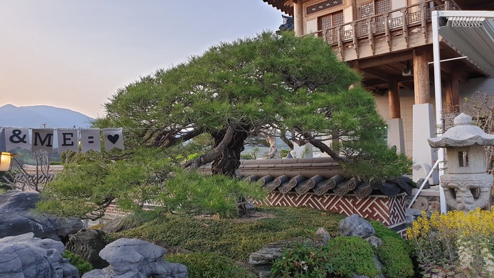 분재