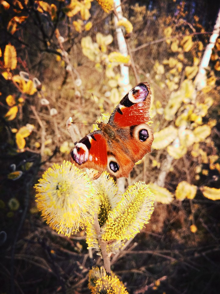 butterfly