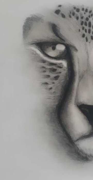 cheetah