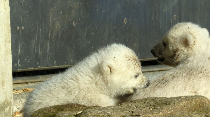 Tierpark Hellabrunn 2014
