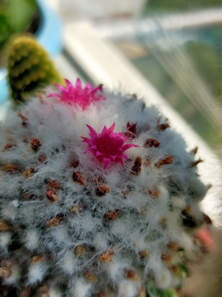 flowers and breakfast