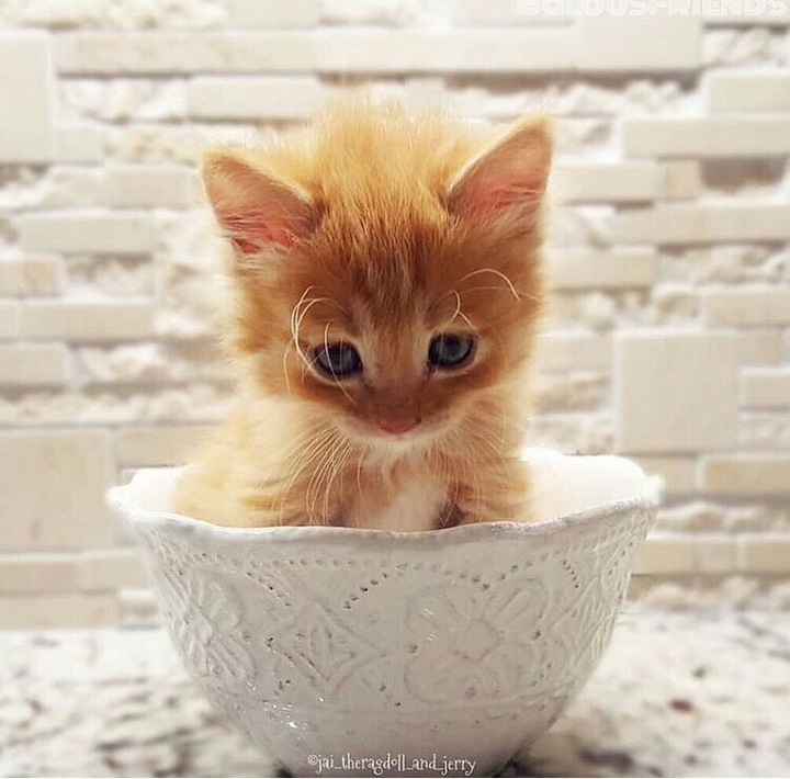 kat