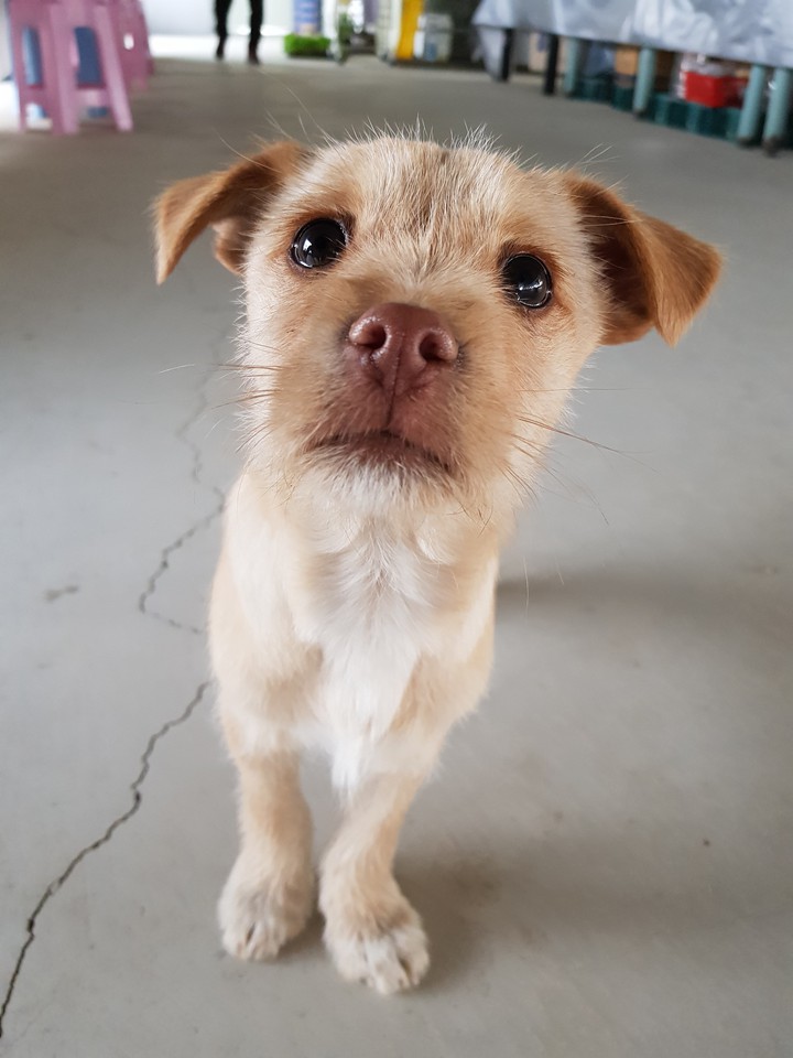 puppy