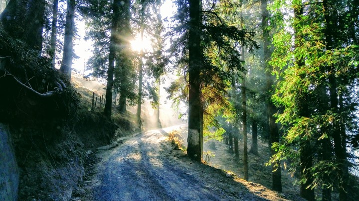 A stroll in the woods