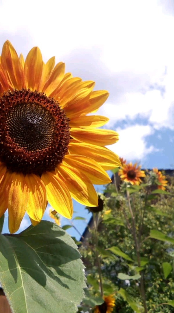 sunflower