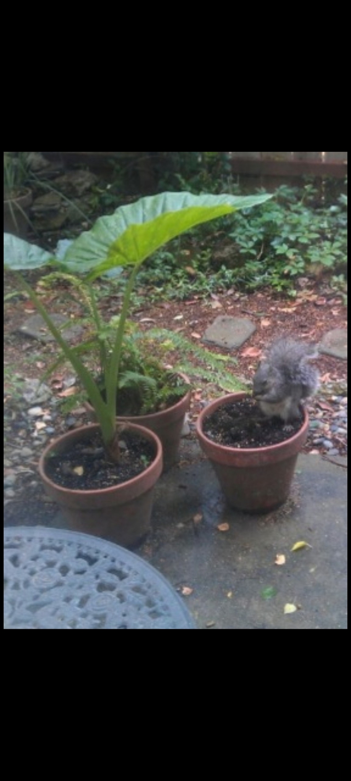 My Garden