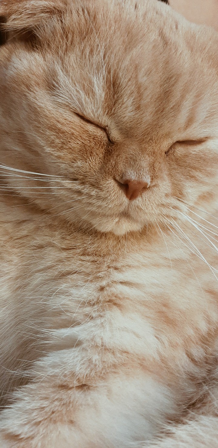 Scottish cat