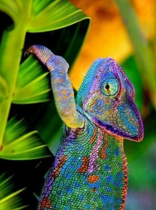 lagarto colorido