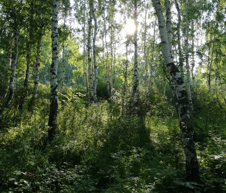 Лес