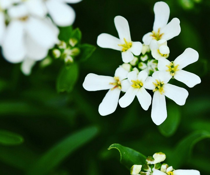 Blumen