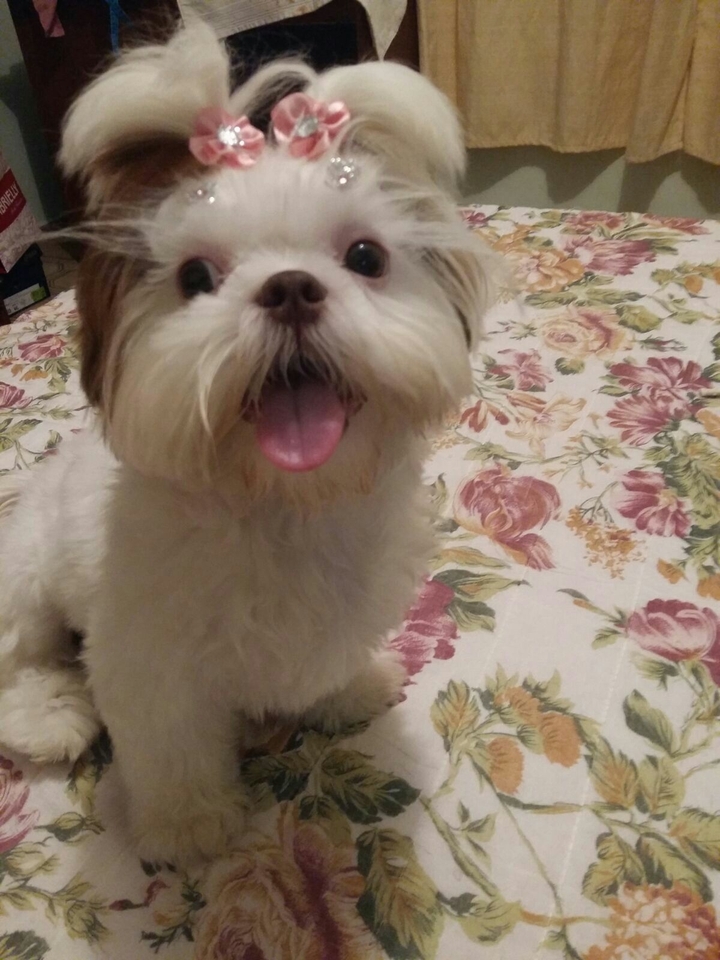 Shih tzu