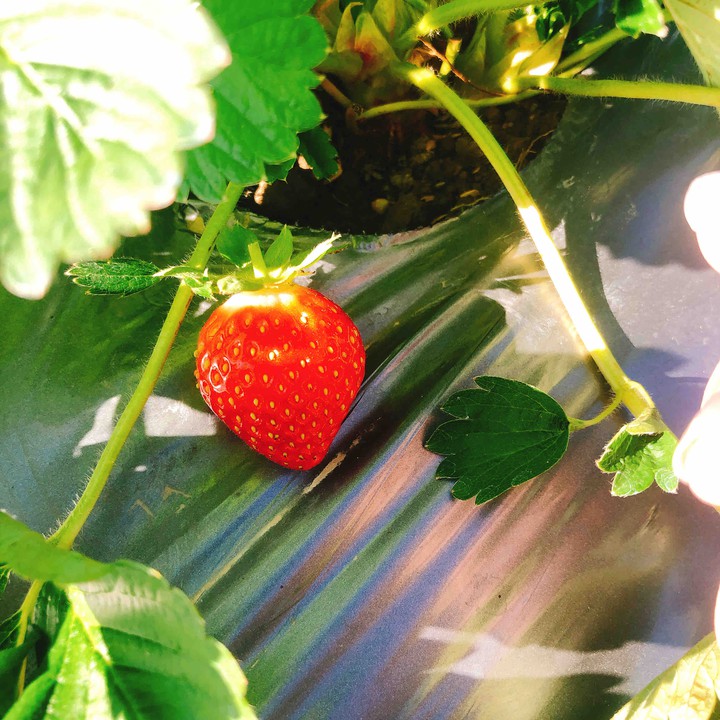 Strawberry