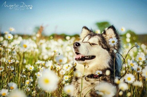 dog