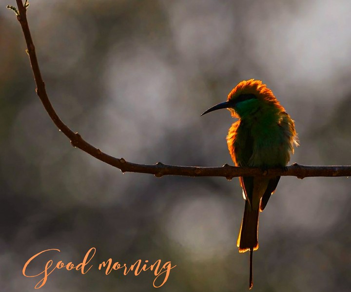 Good morning