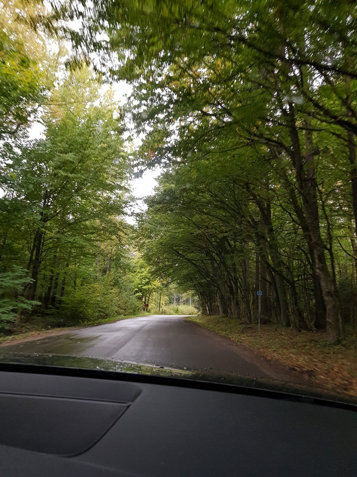 forest