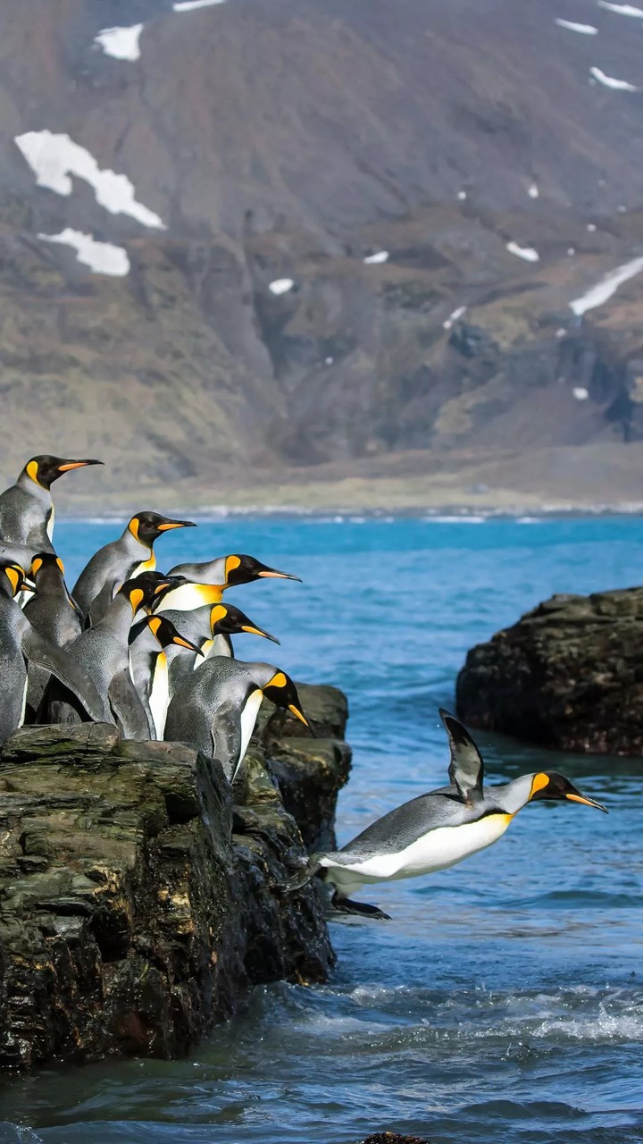penguins...