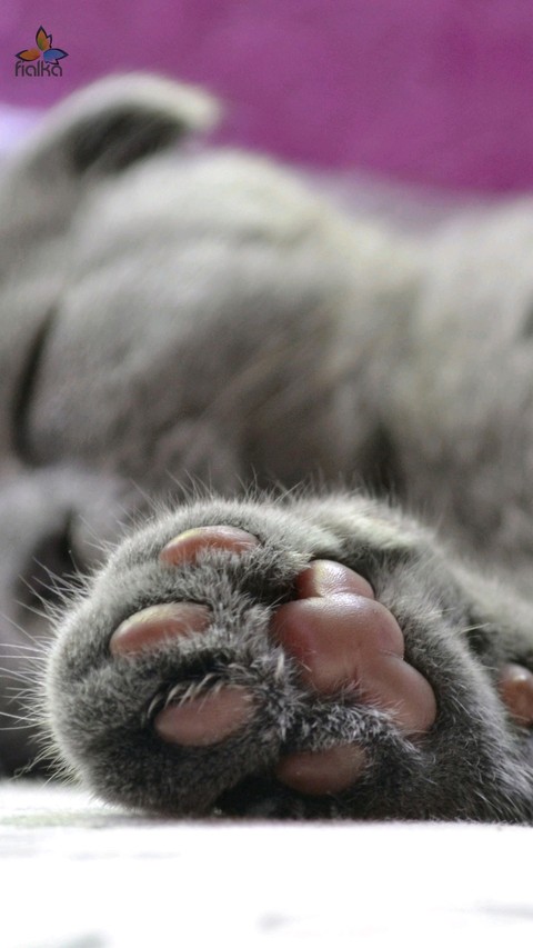 cate