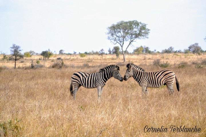 On Safari