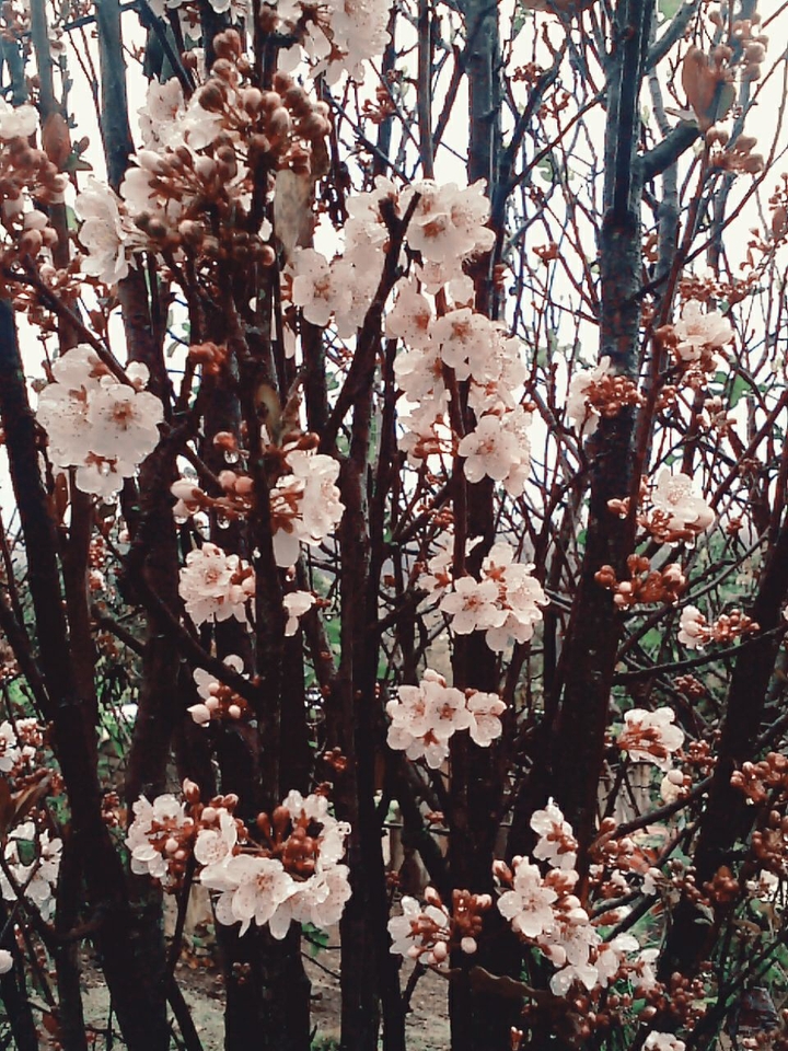 Small flowers 