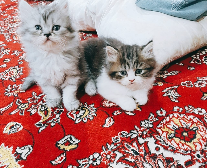 ةة
